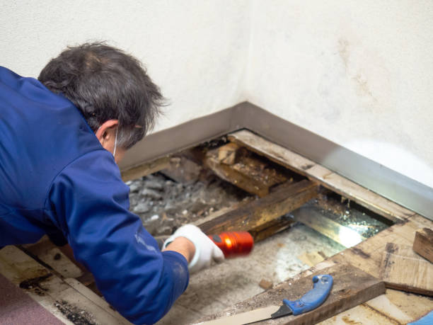 Best Emergency Mold Removal  in South Wilton, CT