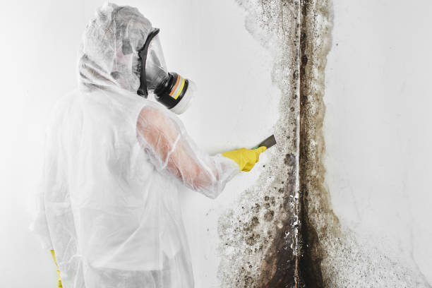 Best Black Mold Removal  in South Wilton, CT