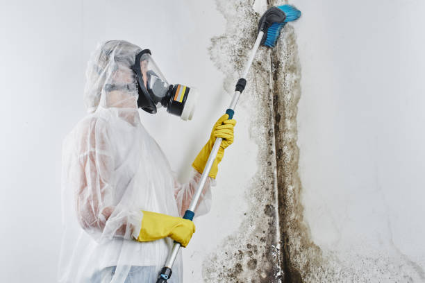 Mold Removal Process in South Wilton, CT