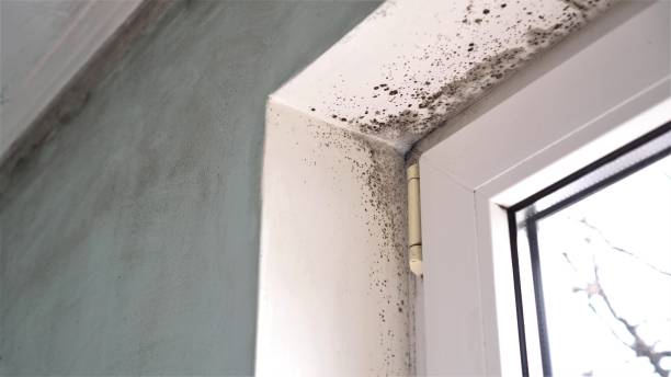 Best Affordable Mold Removal  in South Wilton, CT