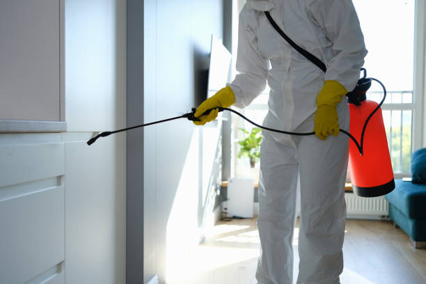 Best Same-Day Mold Removal  in South Wilton, CT