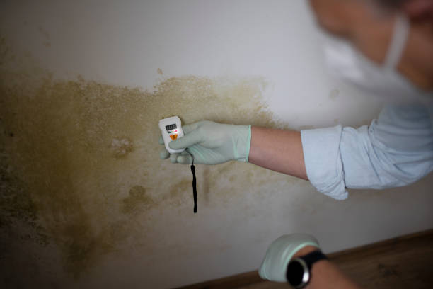 Best Residential Mold Removal  in South Wilton, CT