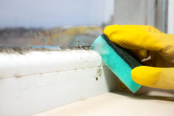 Professional Mold Removal in South Wilton, CT