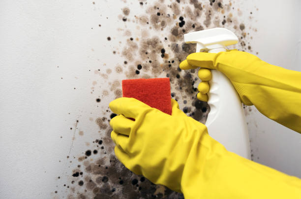 Best Certified Mold Removal  in South Wilton, CT