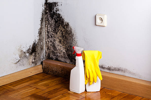 Best Crawl Space Mold Removal  in South Wilton, CT