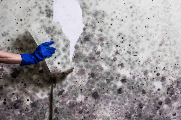 Best Professional Mold Removal  in South Wilton, CT