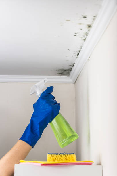Best Fast Mold Removal  in South Wilton, CT