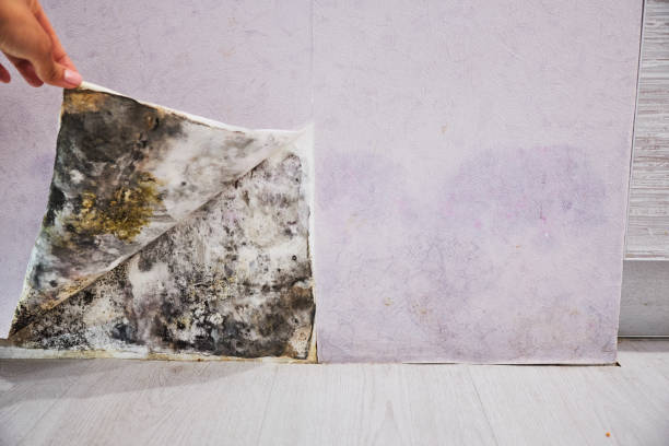 Best Local Mold Removal Service  in South Wilton, CT